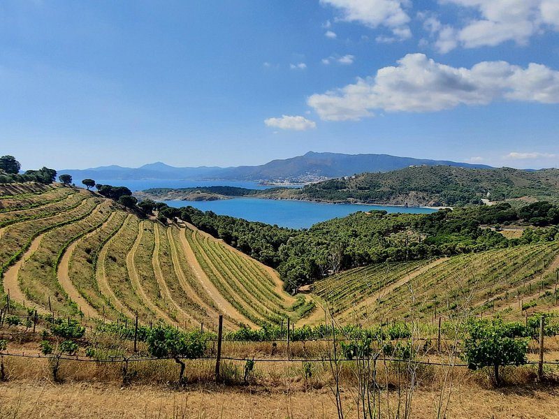 Terraced Catalan vineyards running down to a reservoir