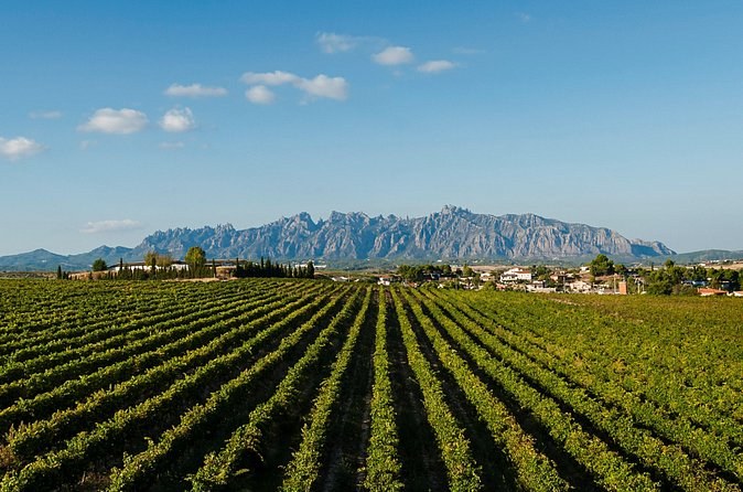 Vineyard rows running towards the horizon with the serrated skyline of Montserrat behind